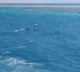 Delfinausflug mit Mo 