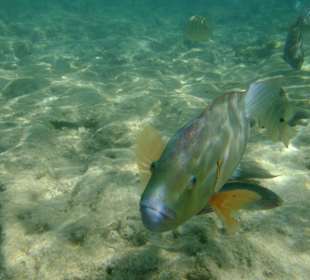 Schönes Riff mit bunten Fischen