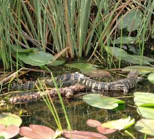 Bewohner Everglades