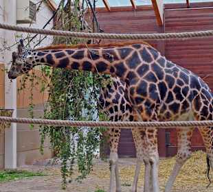Giraffen