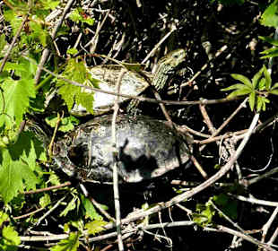 Schildkröte im Kournas-Lake