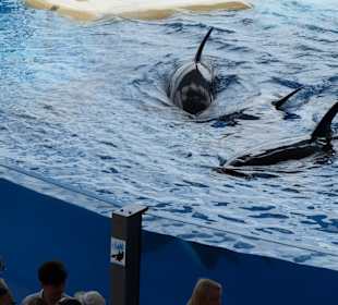 Orca Ocean Show