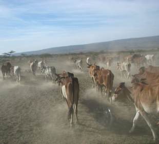 Rinderherde auf der Fahrt zur Massai Mara