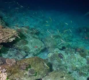 Schnorcheln Hausriff Bel Air Beach /Arabia Hurghada