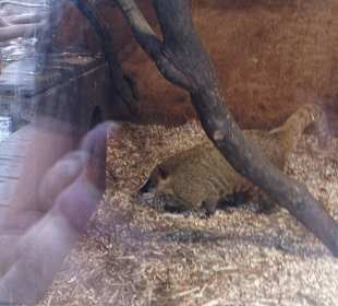 Zoo Ohrada Hluboká nad Vltavou