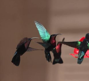 Kolibris im Jardin Balata Garden Martinique