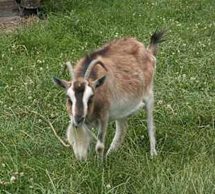 Zwierzęta w zagrodzie