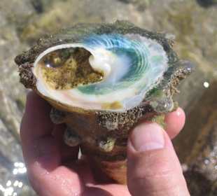 Muschel mit faszinierenden Farben