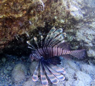 Schnorcheln Plimmiri