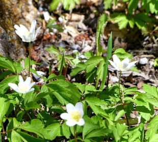 Botanik im Frühsommer