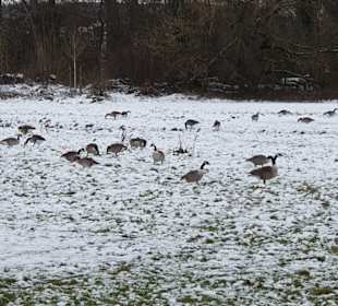 Wandern Ingelheim am Rhein