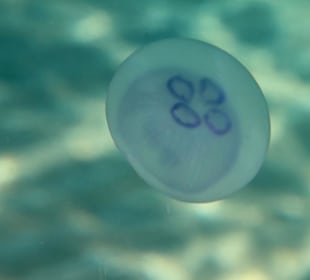 Rafa przy pomoście "Stella"