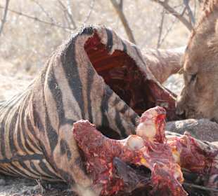 Etosha