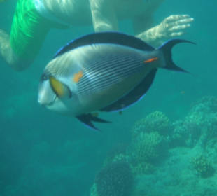  Hotel Club Magic Life Kalawy Imperial