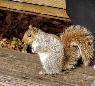 Eichhörnchen im Central Park