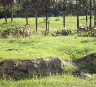 Kilimanjaro Safaris