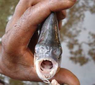 Orinoco Delta Lodge, Piranha
