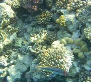 Beim Schnorcheln mit Abdul