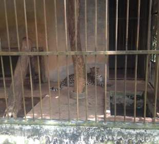 Namuang Safari Park (Koh Samui)