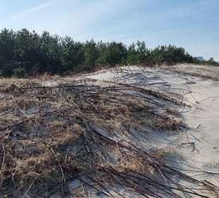 Düne als Küstenschutz
