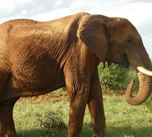 Ein besonders schönes Exemplar