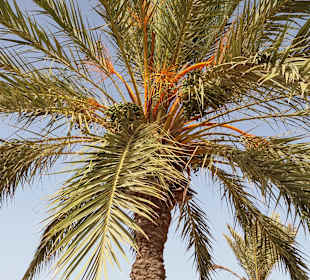 Krokodilfarm Animalia