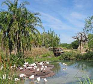 Auf Safari im Animal Kingdom