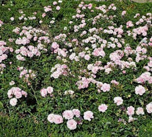 Rundgang durch den Rosengarten der Neuen Residenz