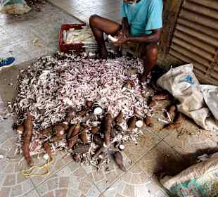 Das Schälen des Manioks erfolgt in Handarbeit