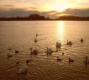 Sonnenuntergang bei den Schwänen