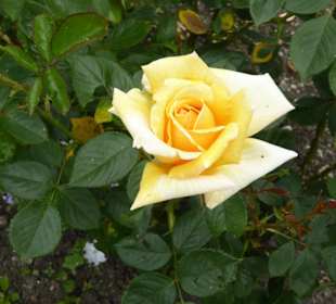 Prälatengarten