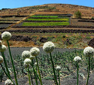 bei Haria - Terrassenfelder