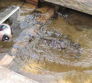 Forellenzirkus - Ballspiel