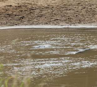 Hier lauert die Gefahr am Marafluss!