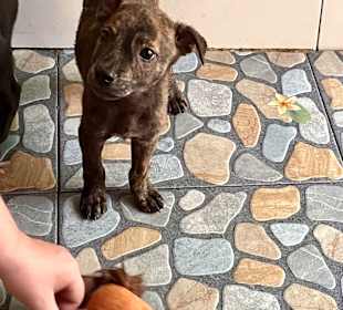 Puppy 