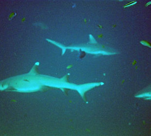 Tauchen am Happy Corner