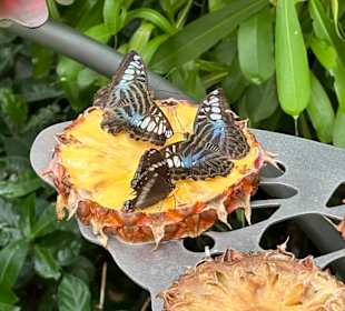Butterfly Garden Changi