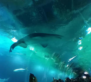 Aquarium / Oceanongrafic