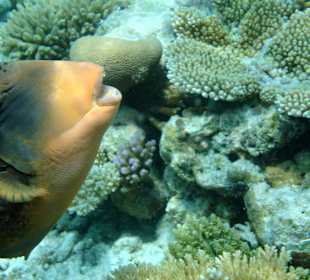 Gelbsaum Drückerfisch