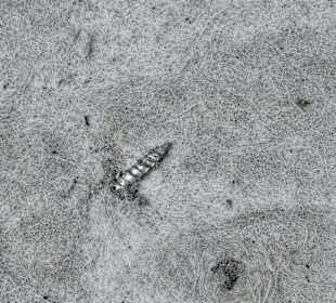 Was man nicht alles im Eis findet