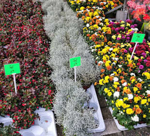 Impressionen vom Wochenmarkt Pferdemarkt