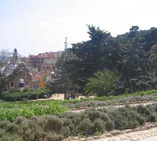 Widok z góry na park