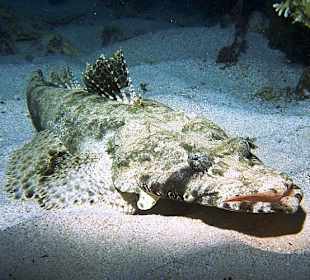 Schnorcheln Hurghada