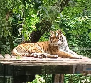 Parco Zoo Punta Verde