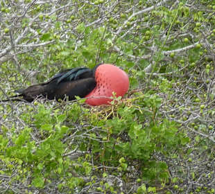 Markante Vögel mit roter Brust