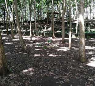 Affen im Wald in Ubud