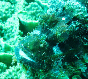 Unterwassereindrücke