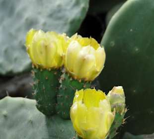 Kaktusblüte Spinalonga