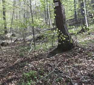 Wanderweg Hochgehkämpft