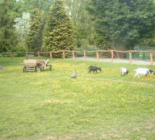 Ziegen-Wiese